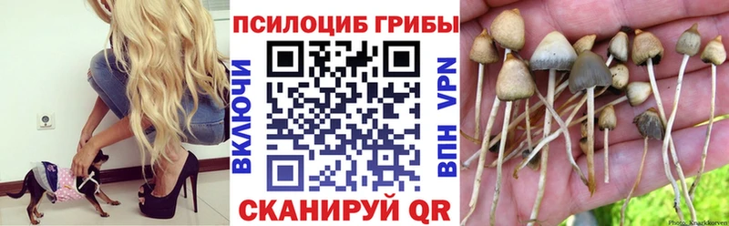 Псилоцибиновые грибы Psilocybe сколько стоит Талица